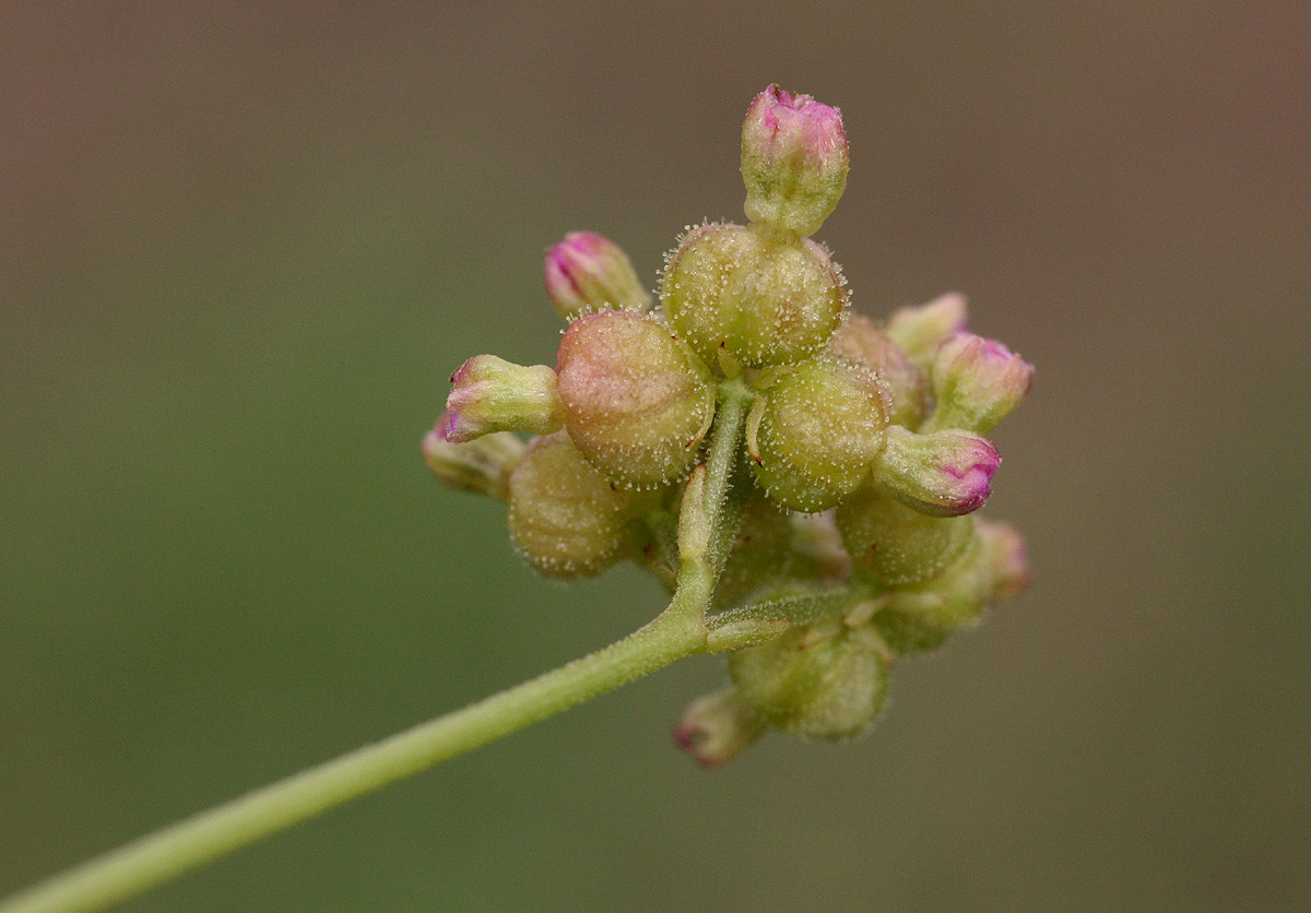 Boerhavia coccinea
