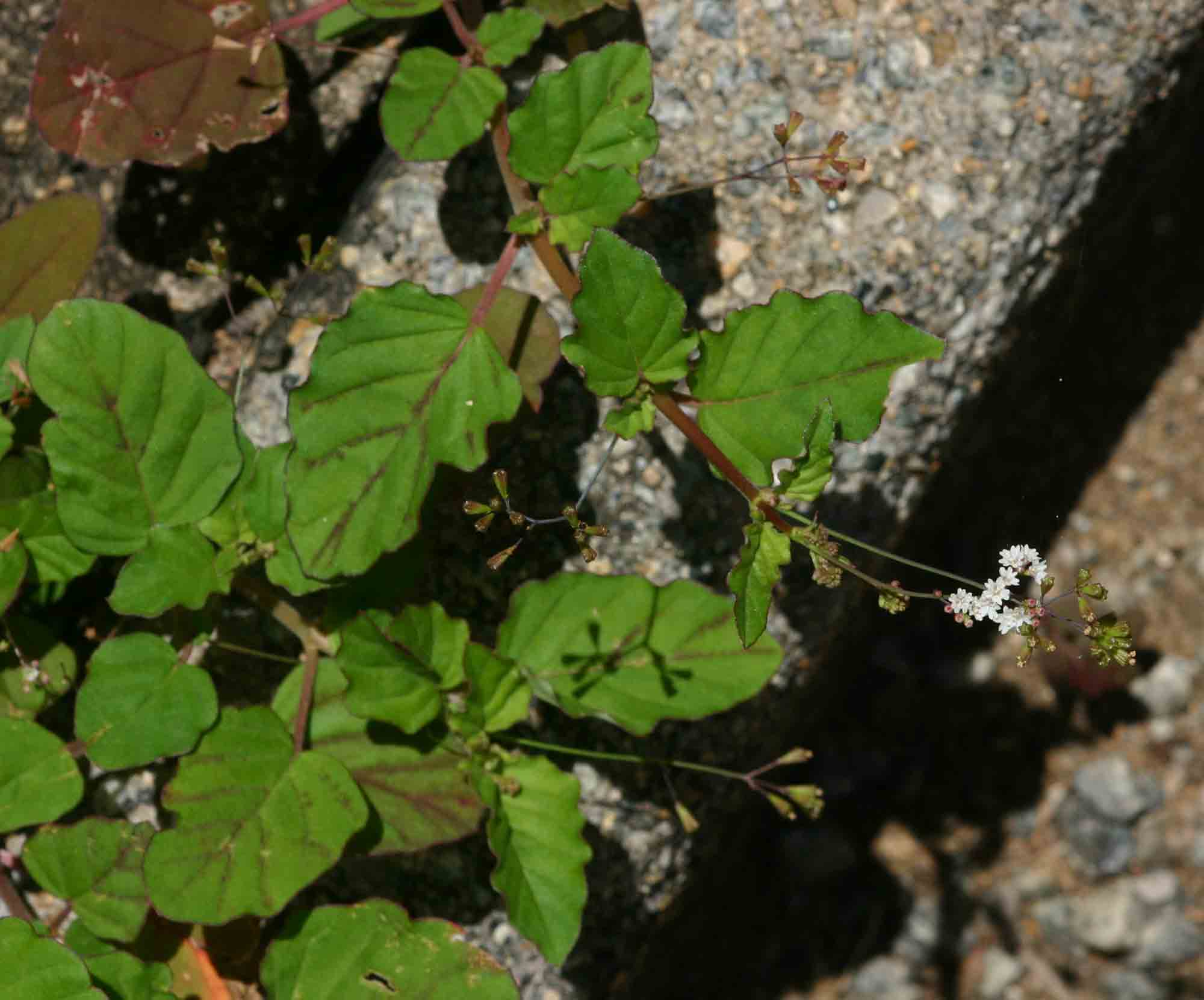 Boerhavia erecta