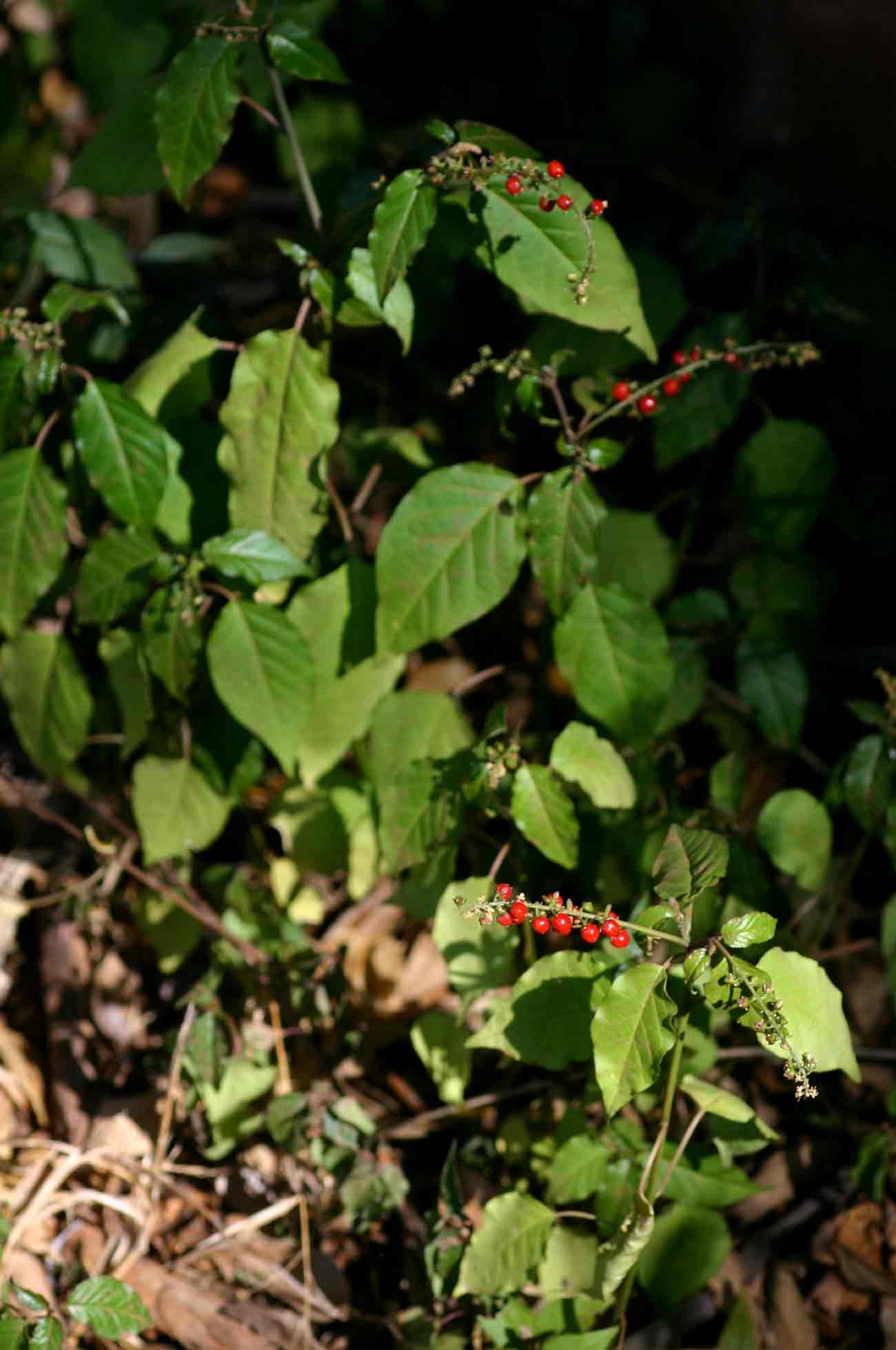 Rivina humilis Rivina humilis