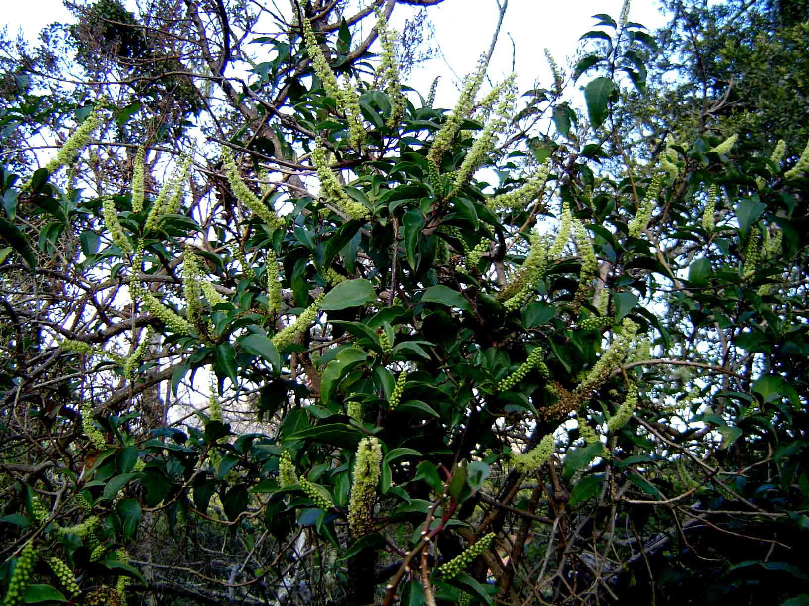 Phytolacca dodecandra