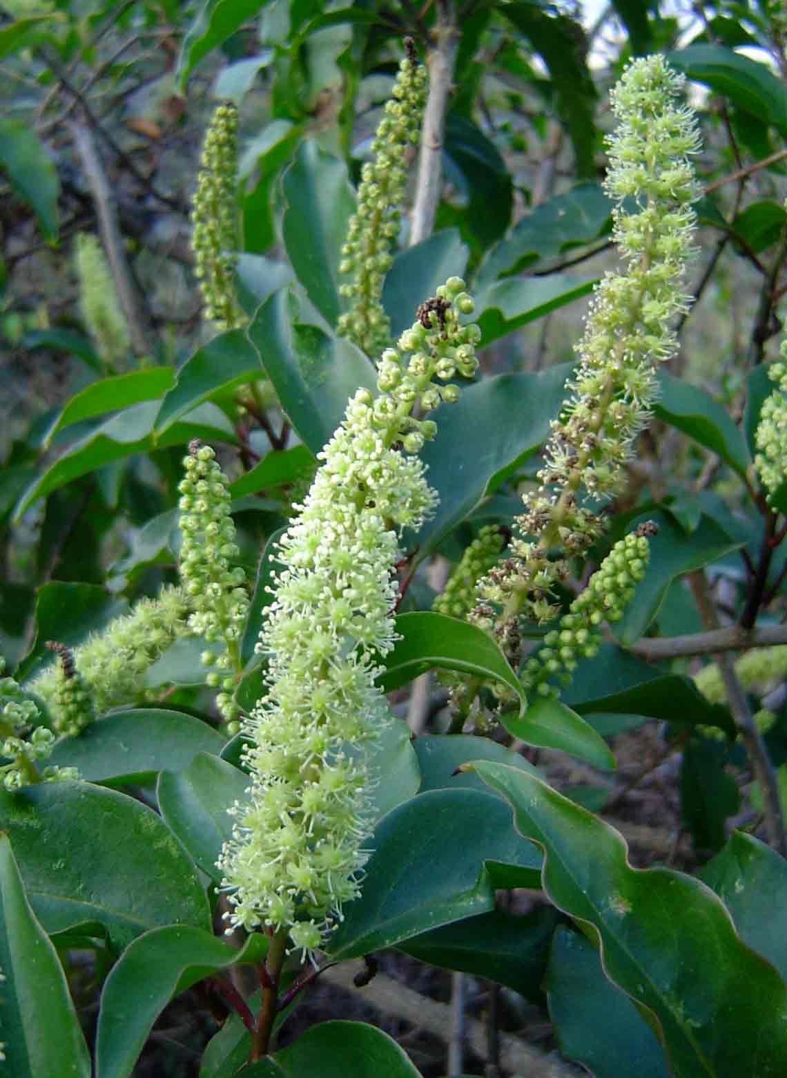 Phytolacca dodecandra