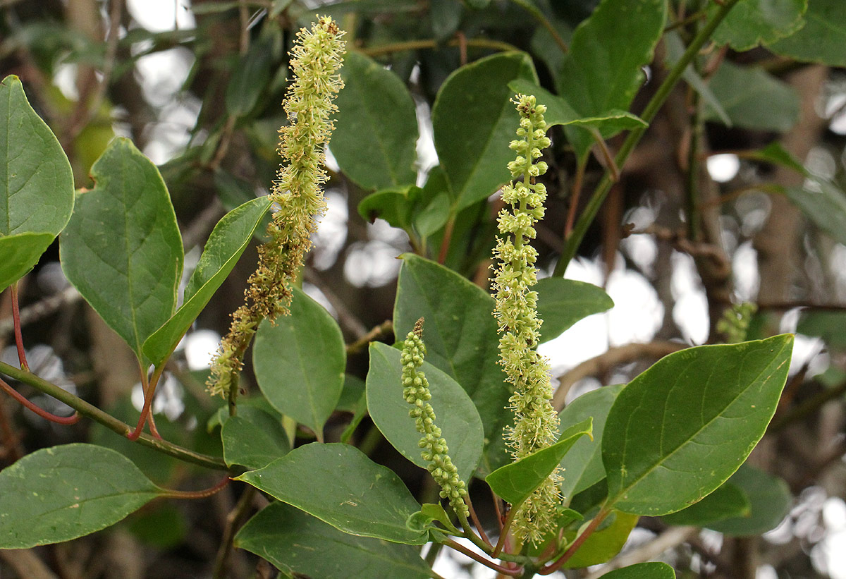 Phytolacca dodecandra