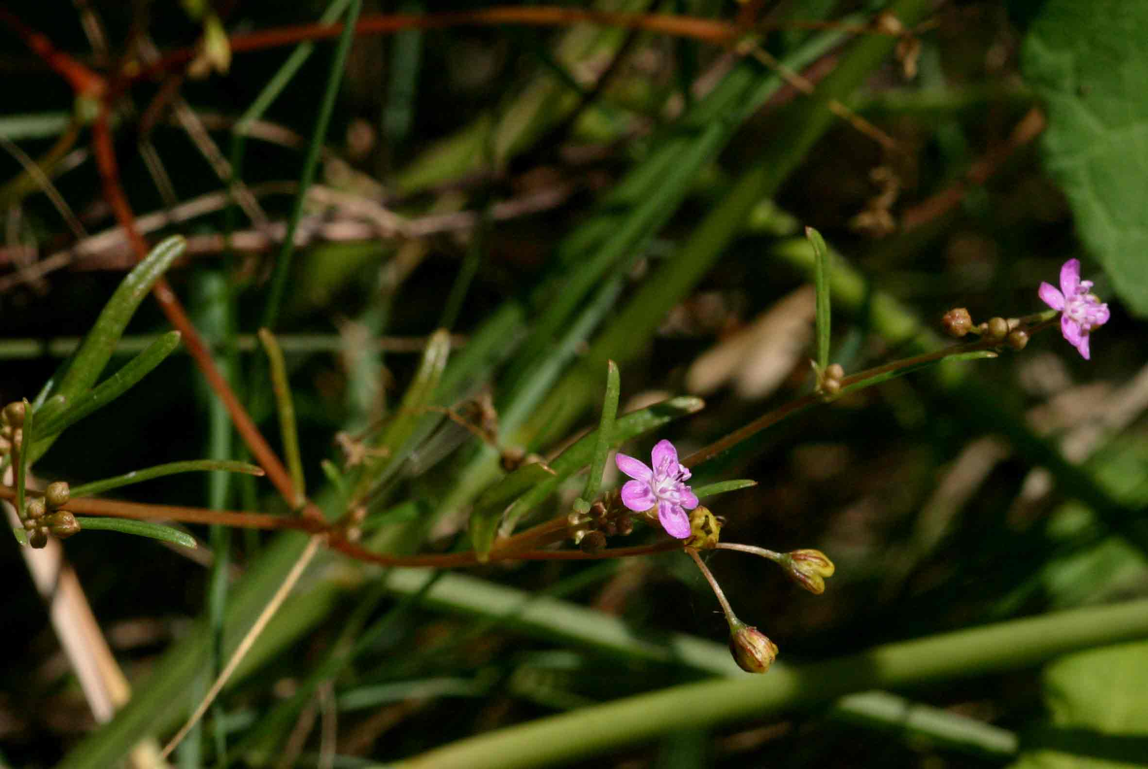 Gisekia africana Gisekia africana