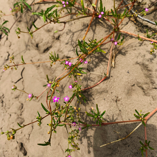 Gisekia africana Gisekia africana