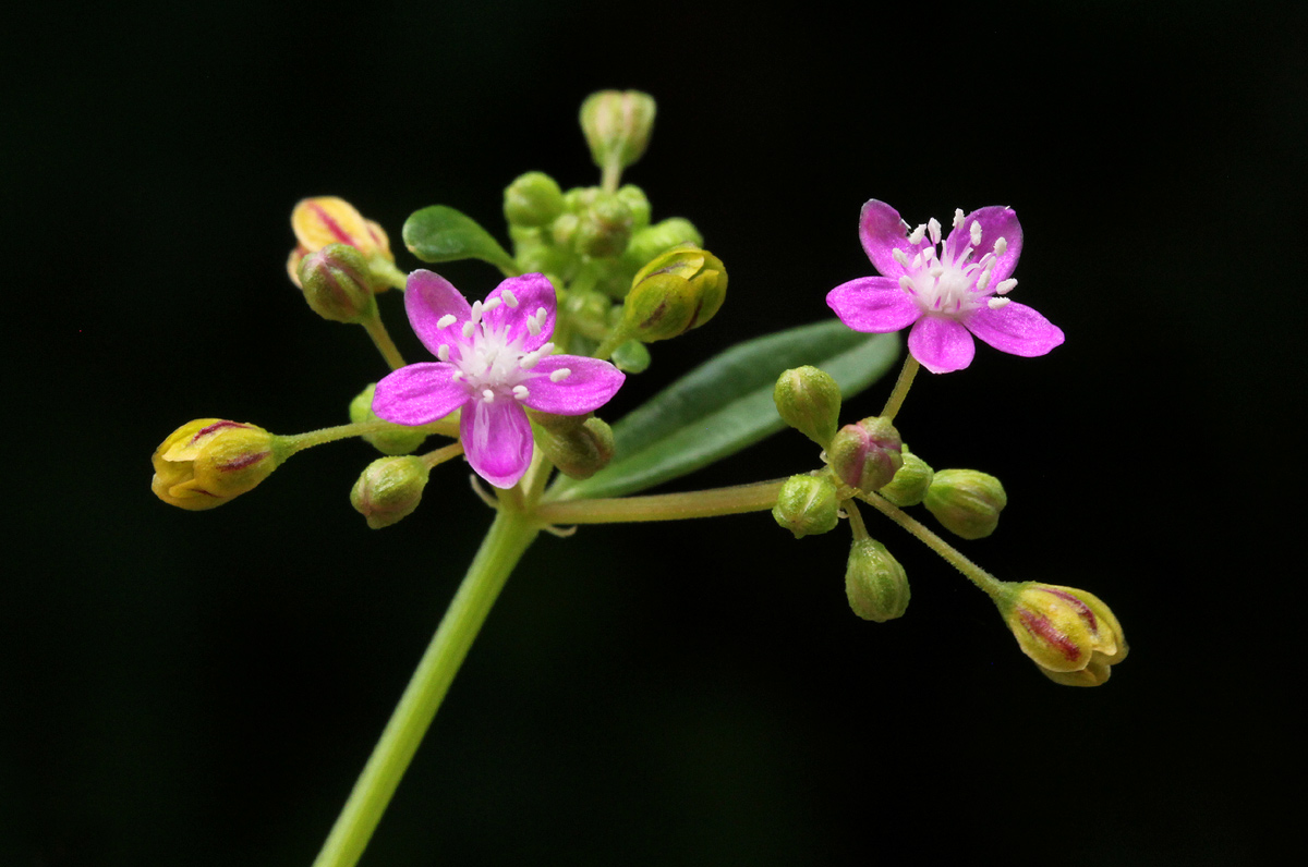 Gisekia africana Gisekia africana