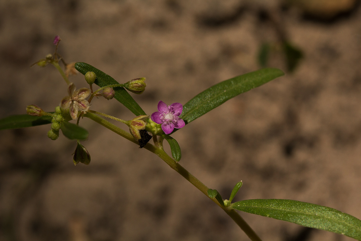 Gisekia africana Gisekia africana