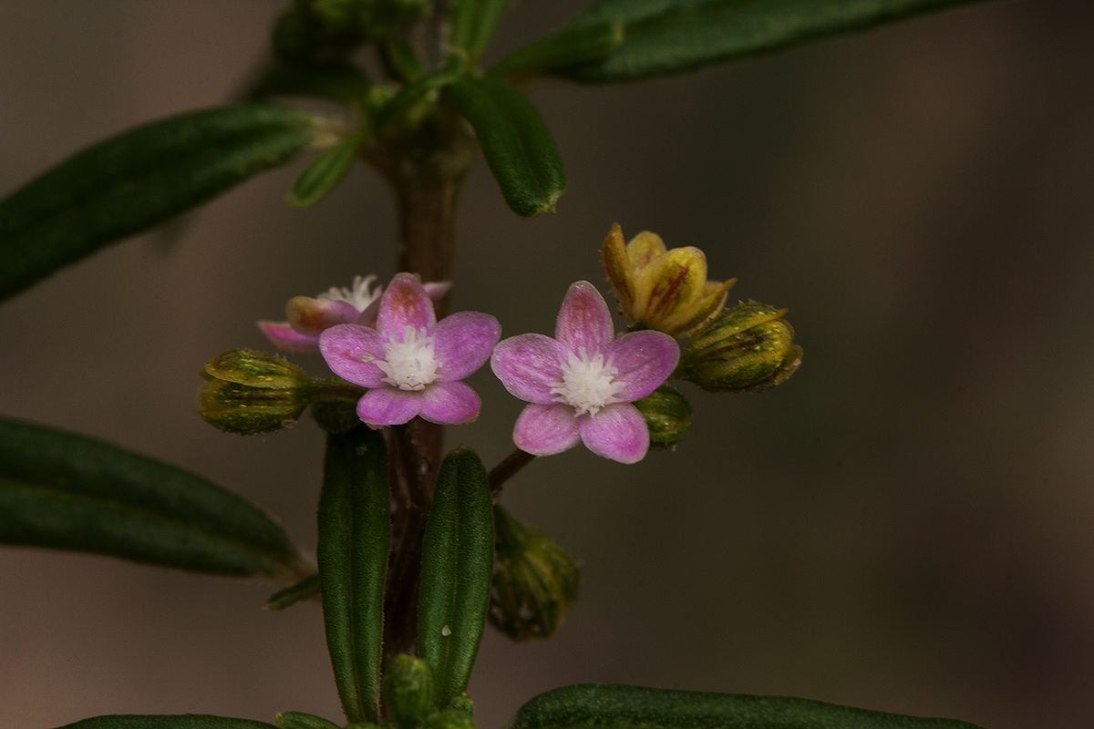 Gisekia africana Gisekia africana