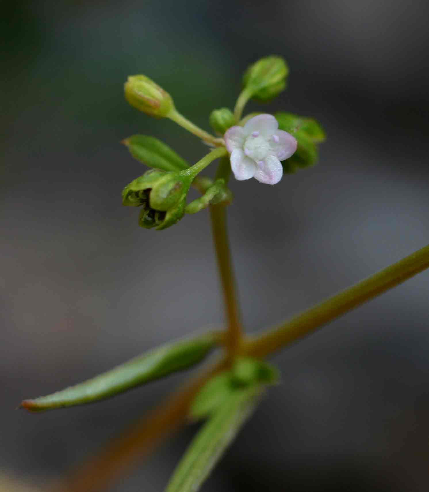 Gisekia pharnaceoides var. pharnaceoides Gisekia pharnaceoides var. pharnaceoides