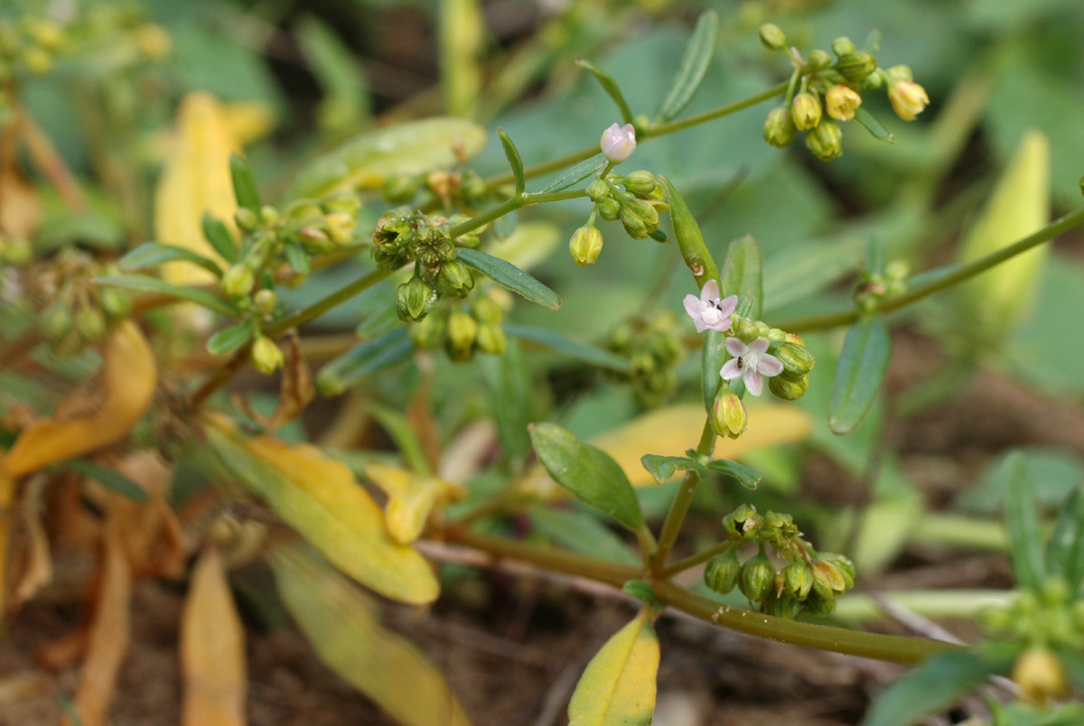 Gisekia pharnaceoides var. pharnaceoides