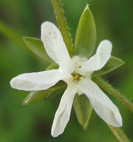 Limeum fenestratum var. fenestratum