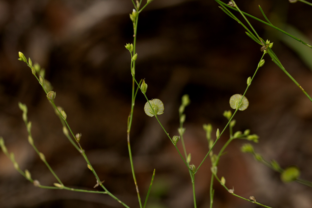 Limeum fenestratum var. fenestratum