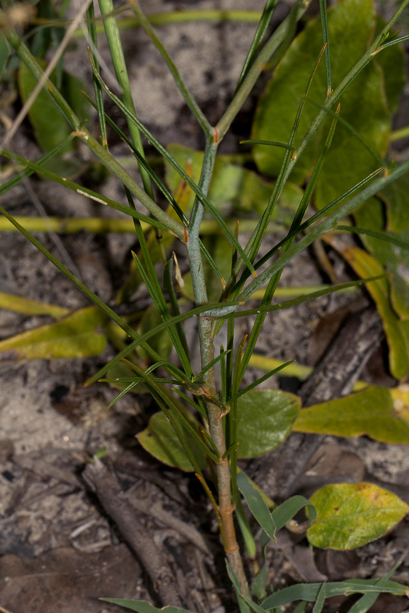 Limeum fenestratum var. fenestratum