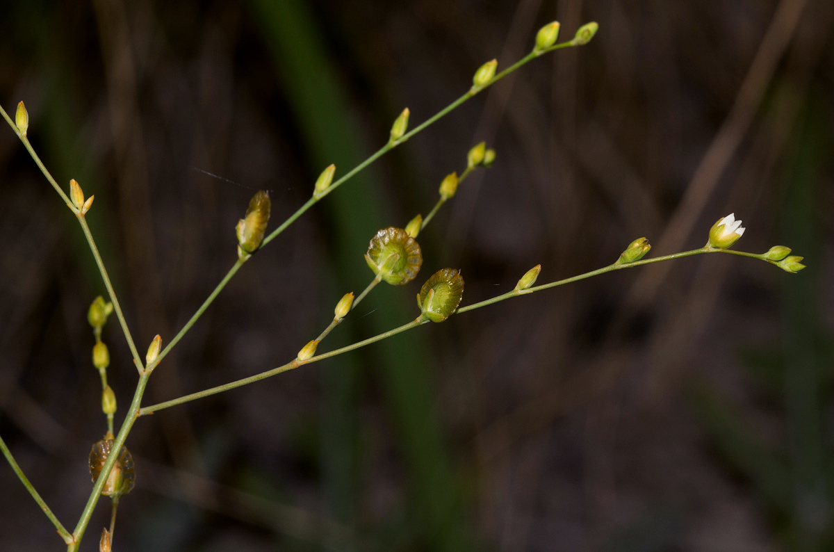 Limeum fenestratum var. fenestratum