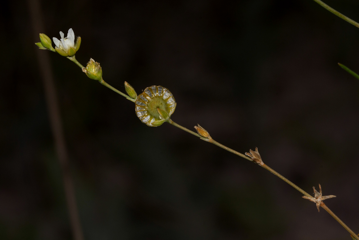 Limeum fenestratum var. fenestratum