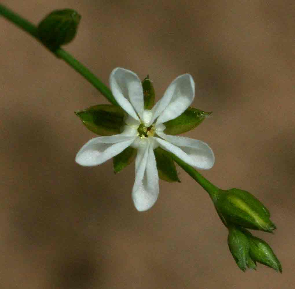 Limeum fenestratum var. fenestratum