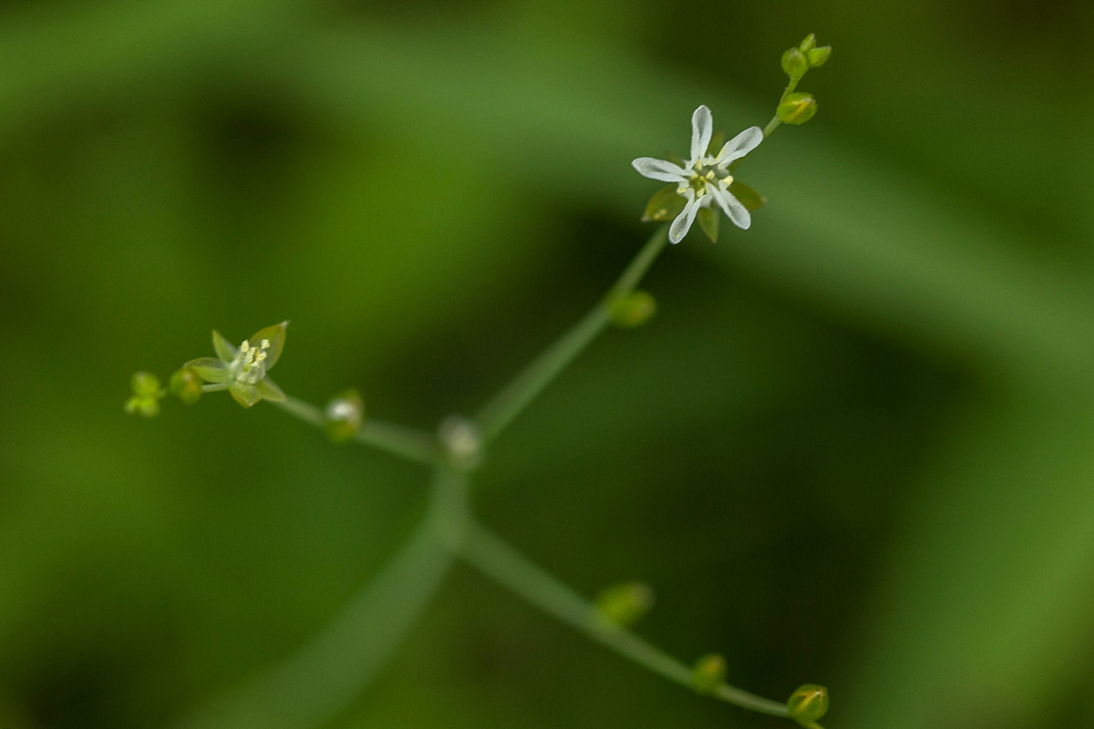 Limeum fenestratum var. fenestratum Limeum fenestratum var. fenestratum