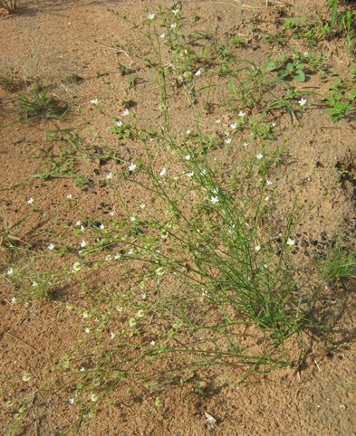 Limeum fenestratum var. fenestratum