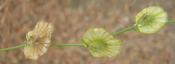 Limeum fenestratum var. fenestratum