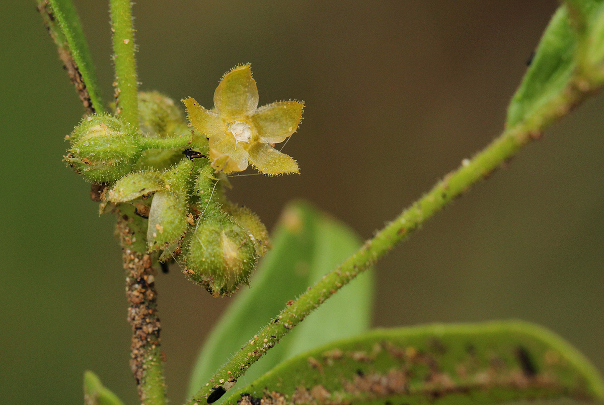 Limeum viscosum subsp. viscosum var. kraussii