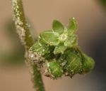 Limeum viscosum subsp. viscosum var. kraussii