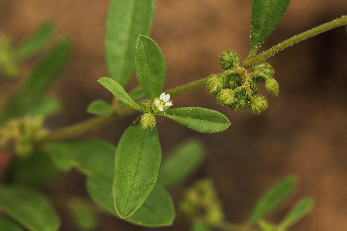Limeum viscosum subsp. viscosum var. kraussii