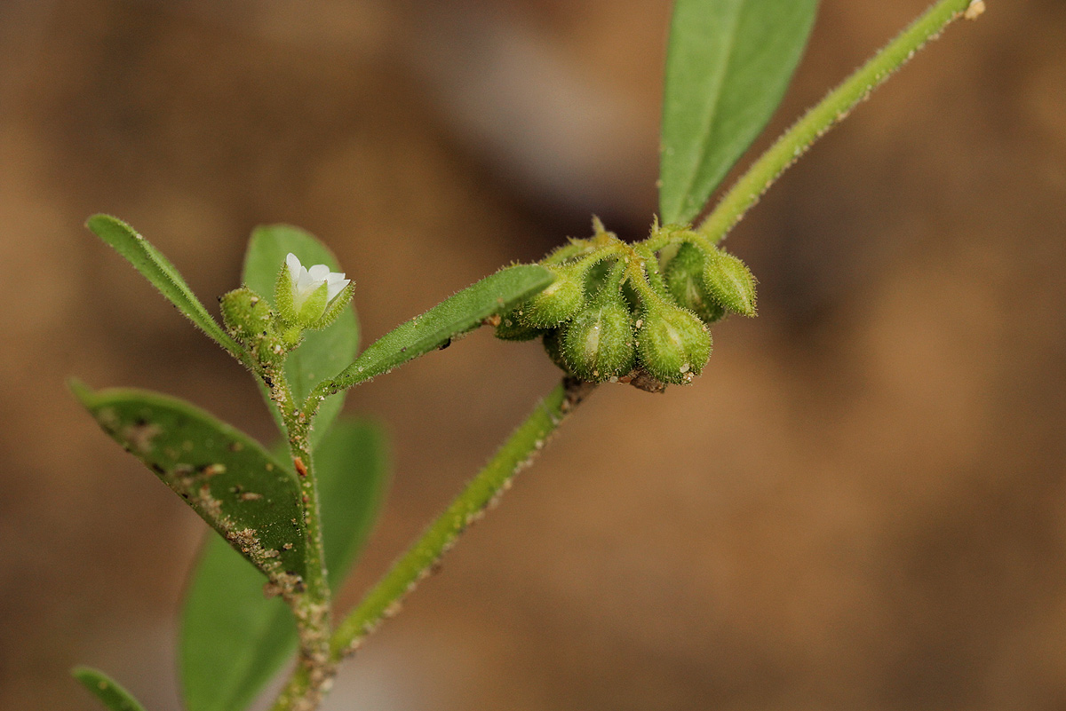 Limeum viscosum subsp. viscosum var. kraussii