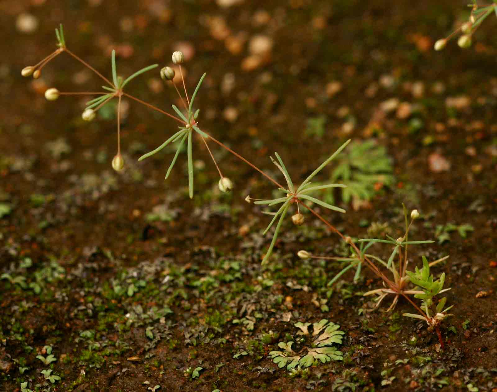 Hypertelis cerviana Hypertelis cerviana