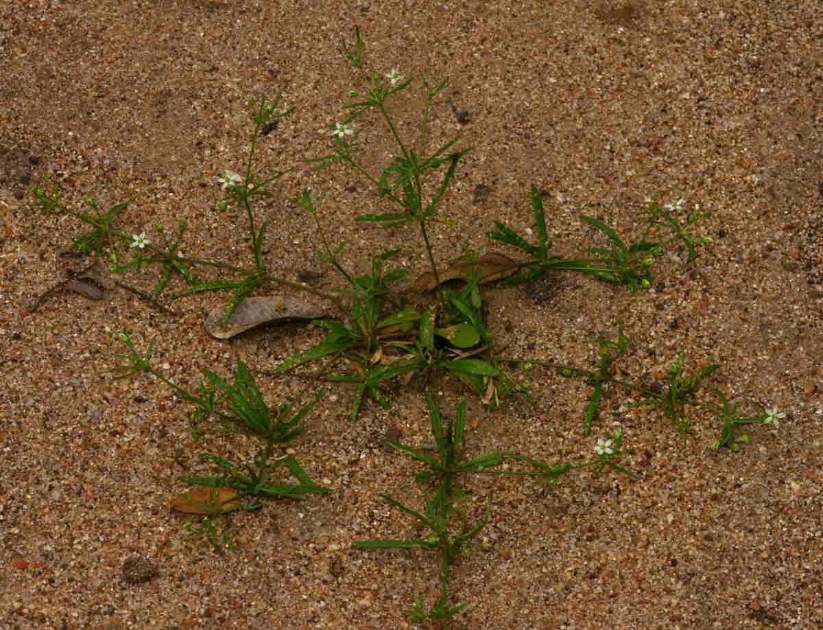 Hypertelis umbellata Hypertelis umbellata