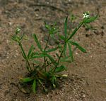 Hypertelis umbellata