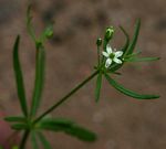 Hypertelis umbellata