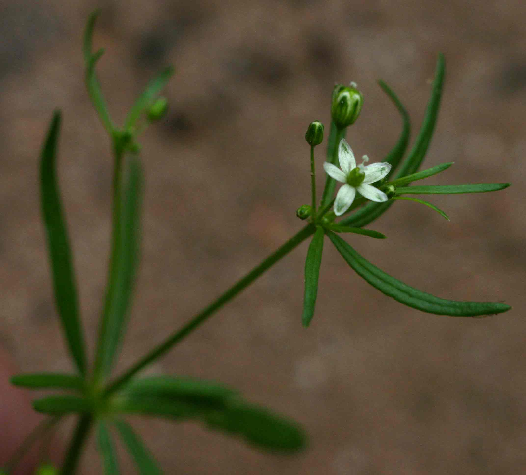 Hypertelis umbellata
