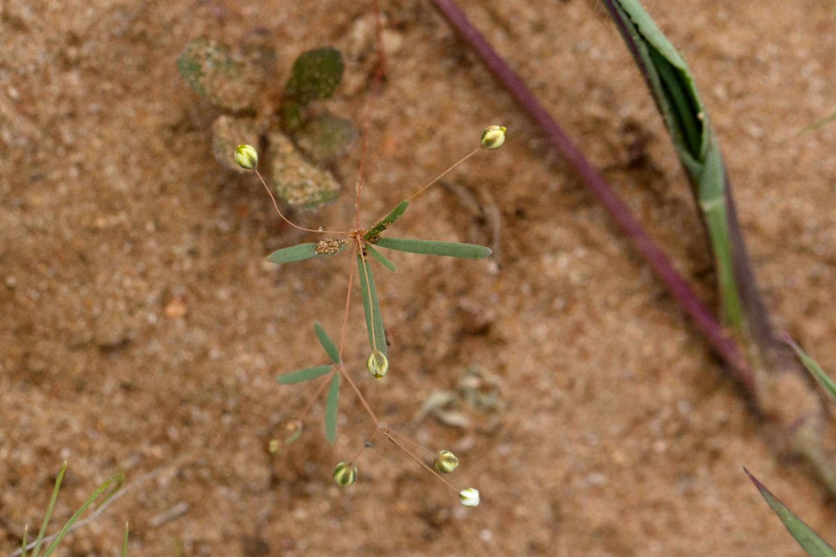 Hypertelis umbellata