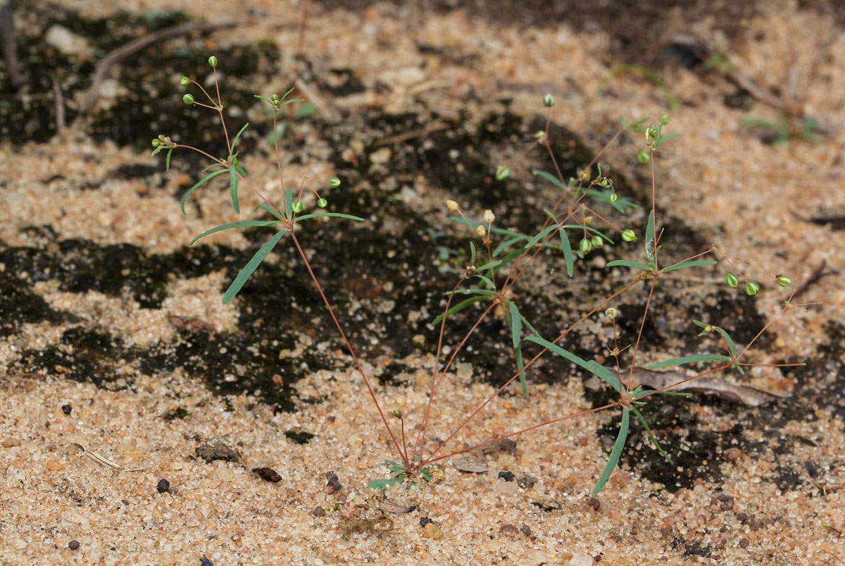 Hypertelis umbellata