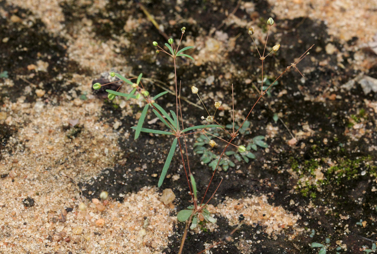Hypertelis umbellata