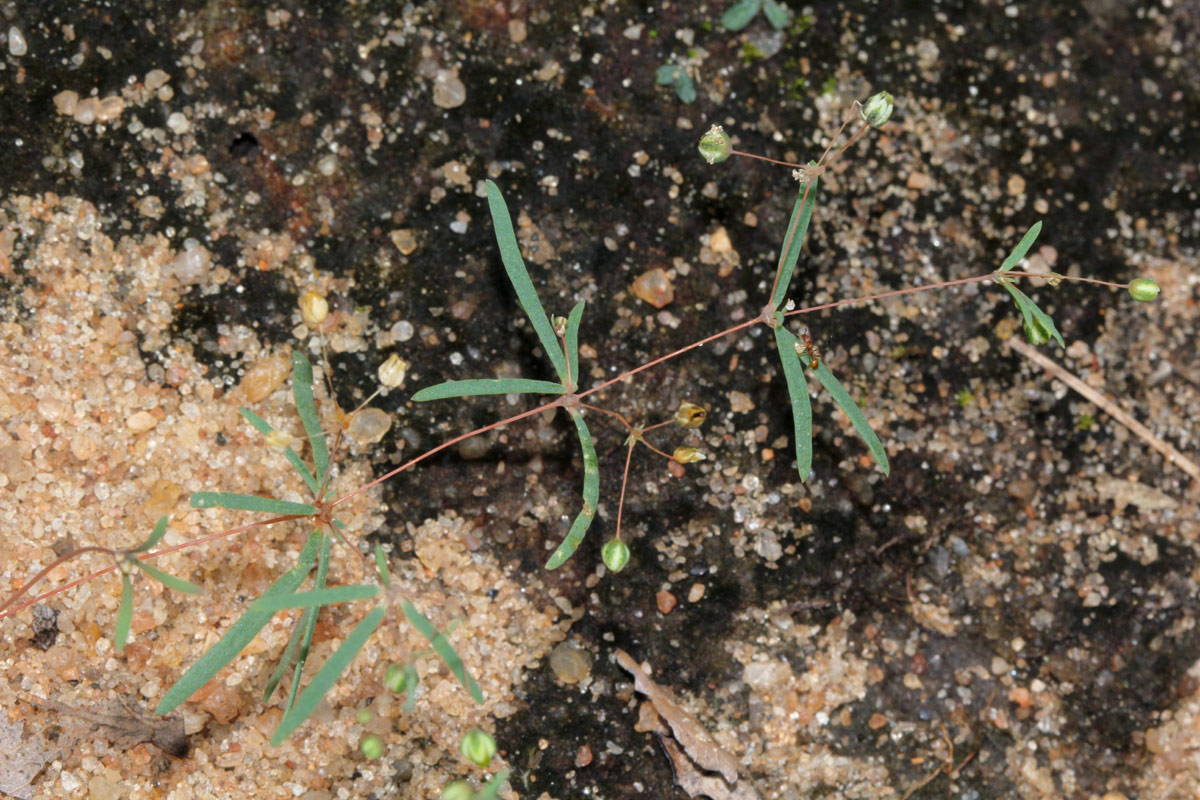 Hypertelis umbellata