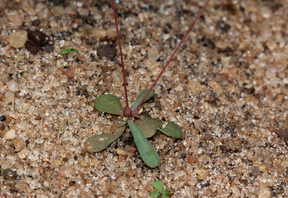 Hypertelis umbellata Hypertelis umbellata
