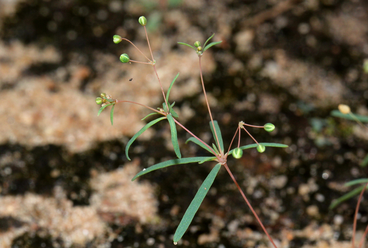 Hypertelis umbellata