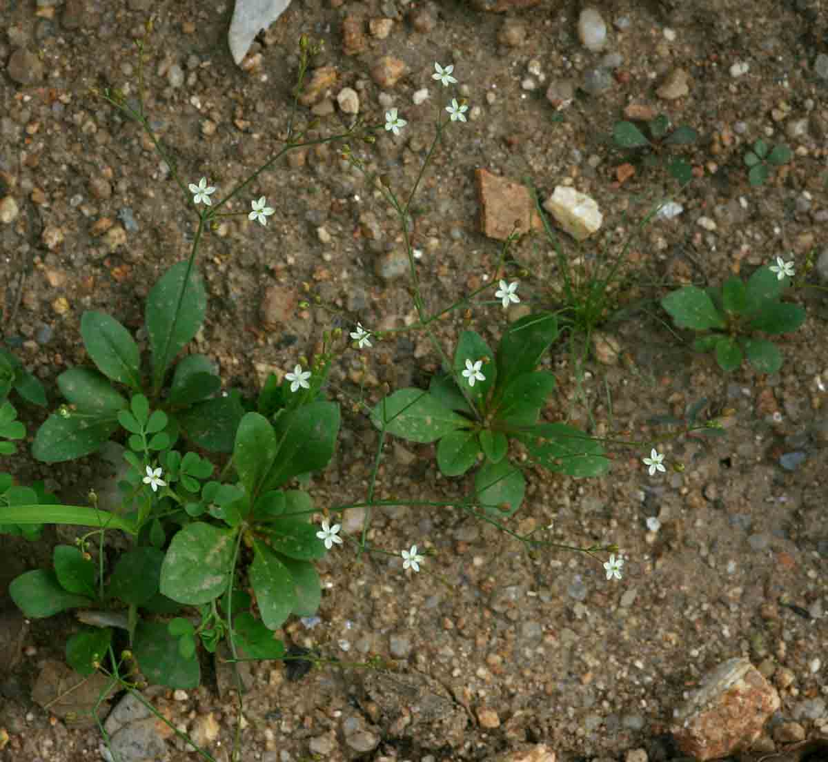Paramollugo nudicaulis