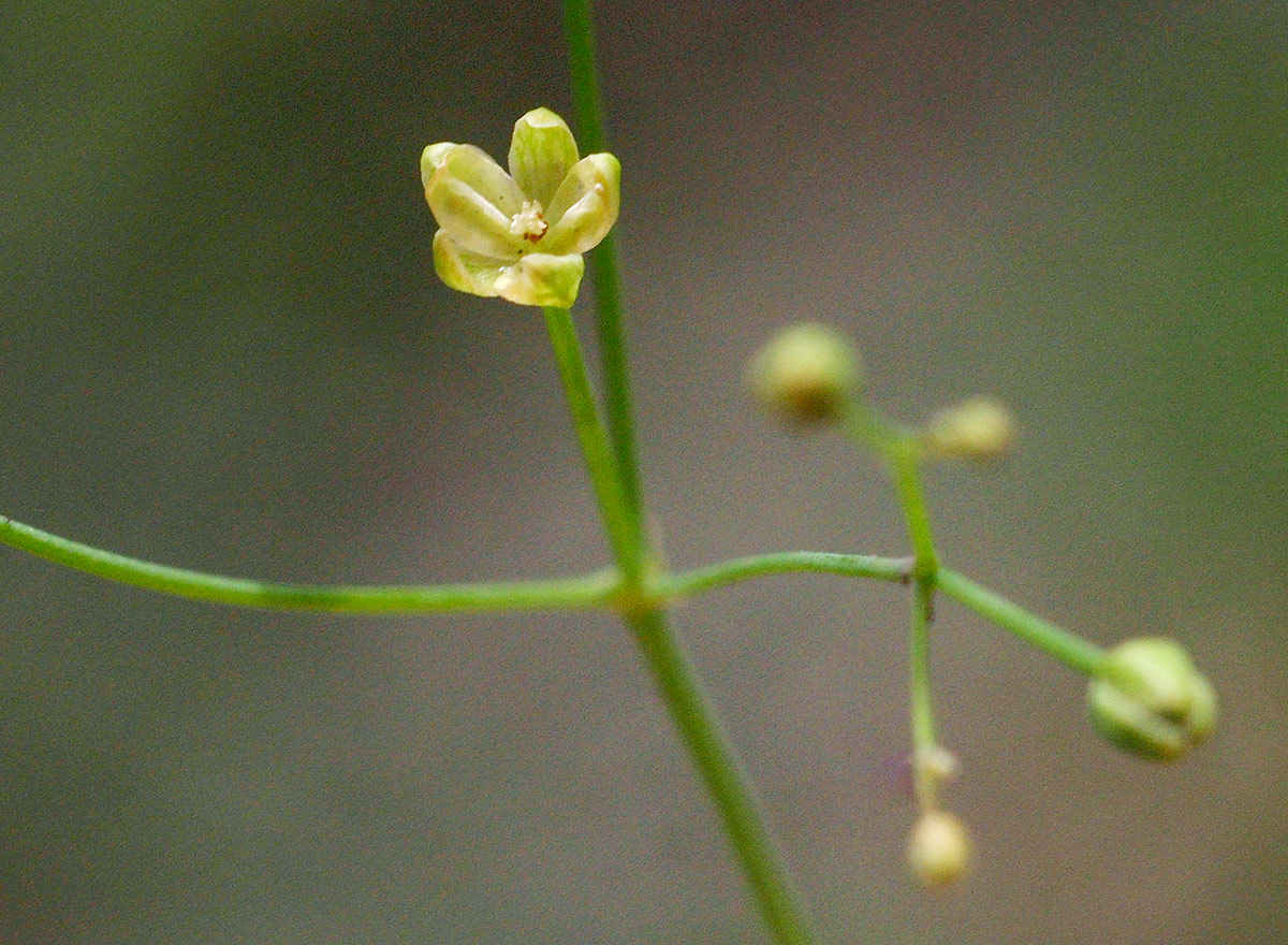 Paramollugo nudicaulis