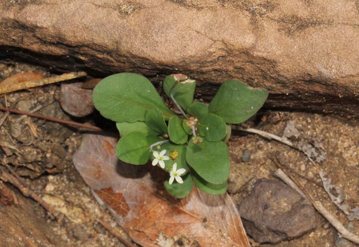Paramollugo nudicaulis