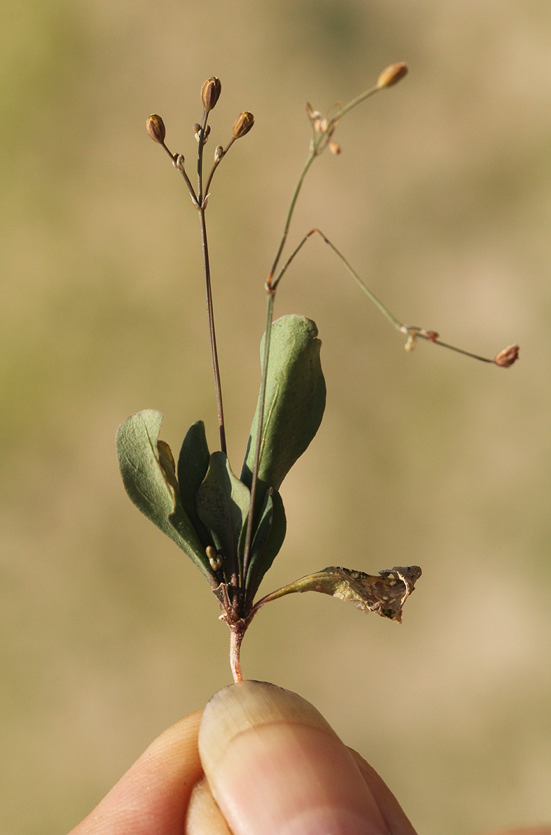 Paramollugo nudicaulis