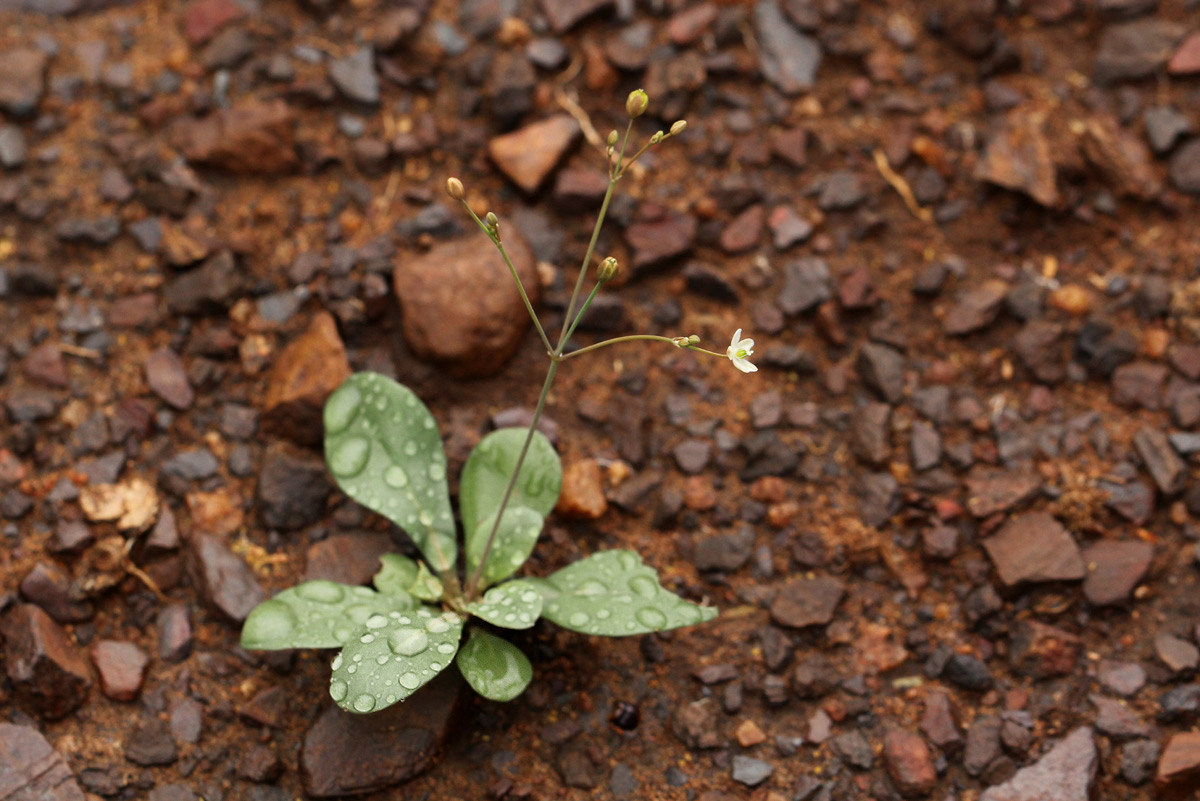 Paramollugo nudicaulis