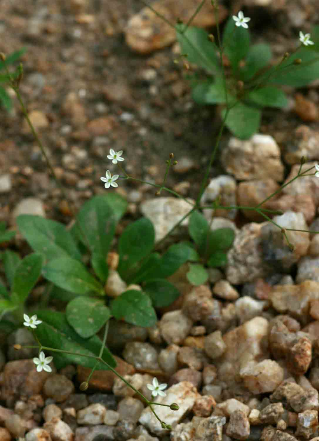 Paramollugo nudicaulis