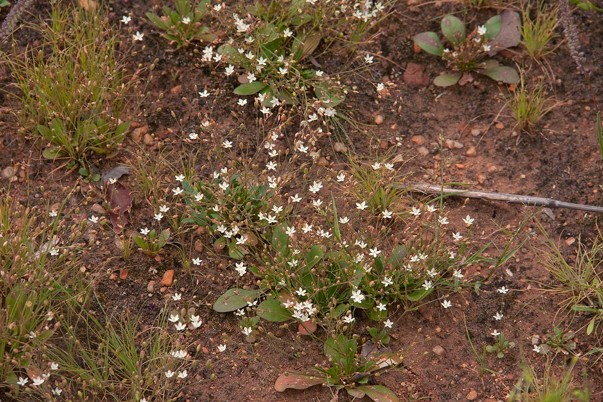 Paramollugo nudicaulis
