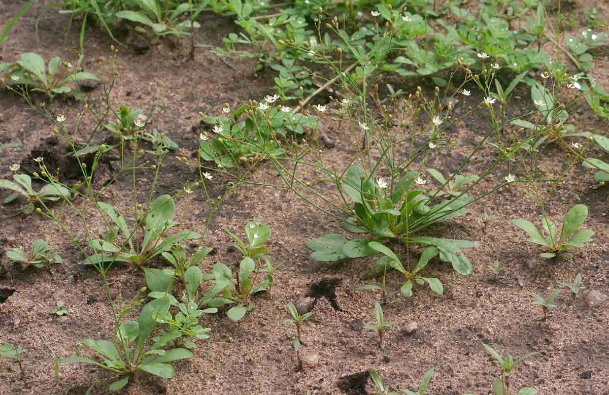 Paramollugo nudicaulis