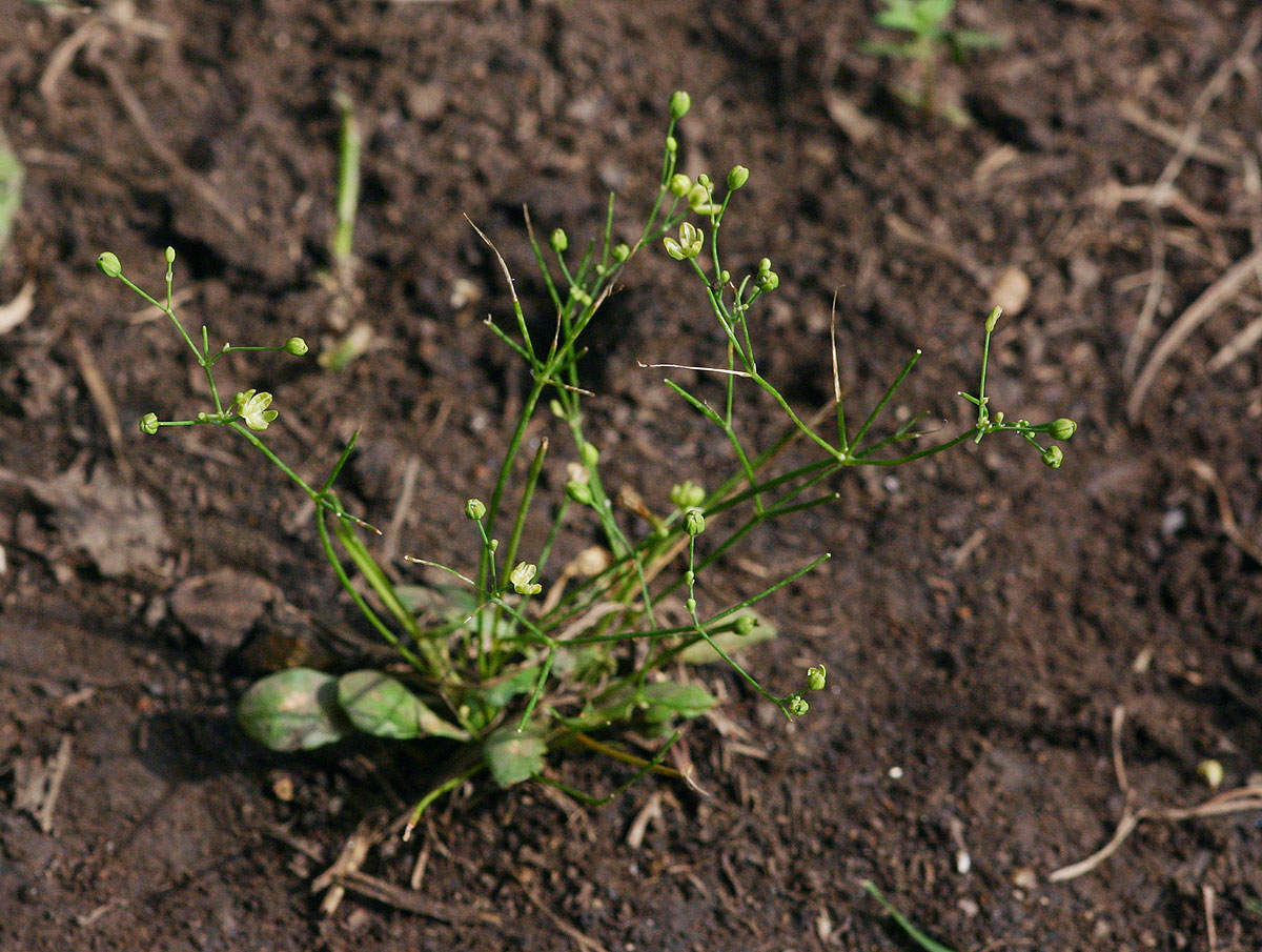 Paramollugo nudicaulis