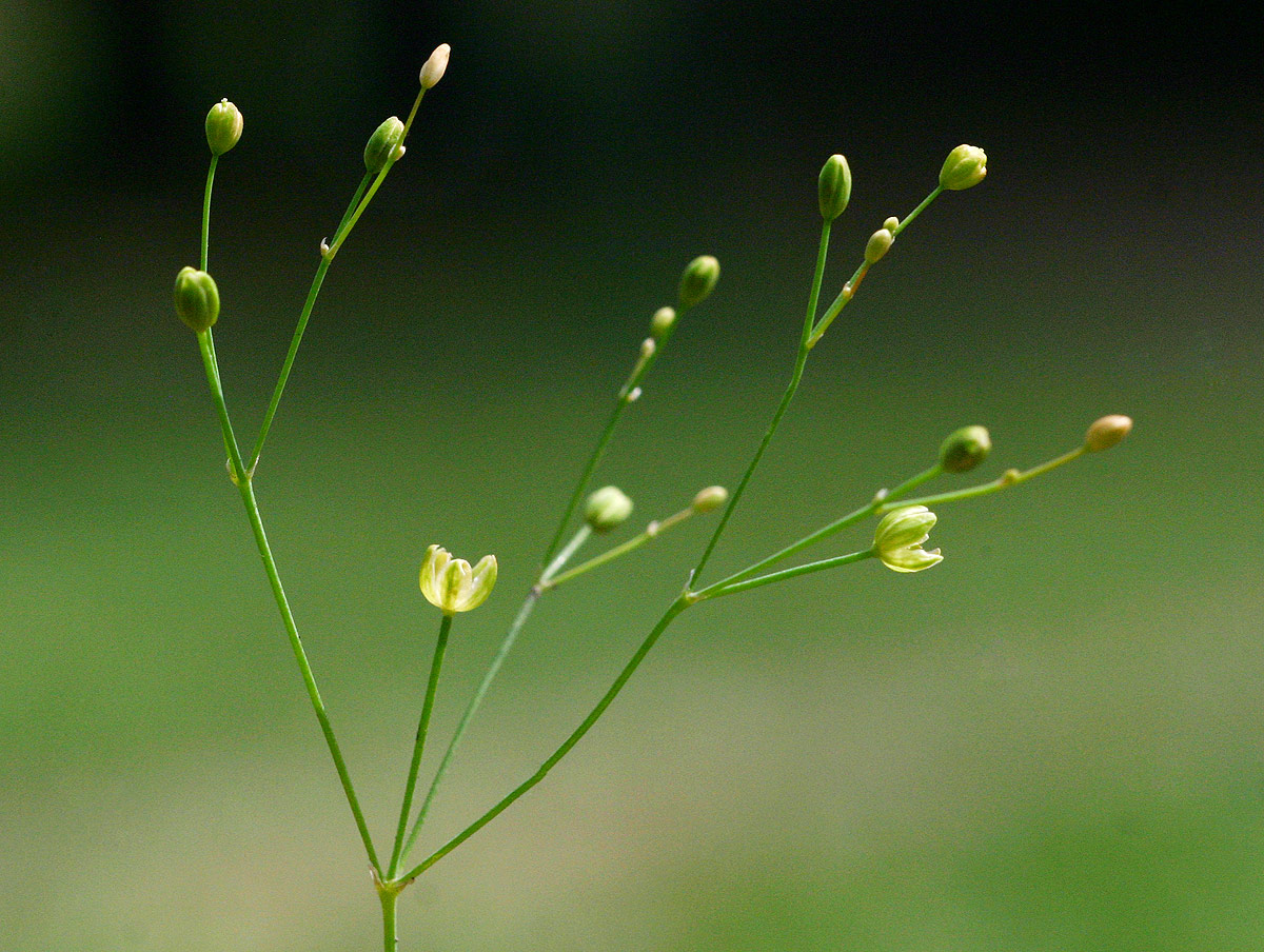 Paramollugo nudicaulis