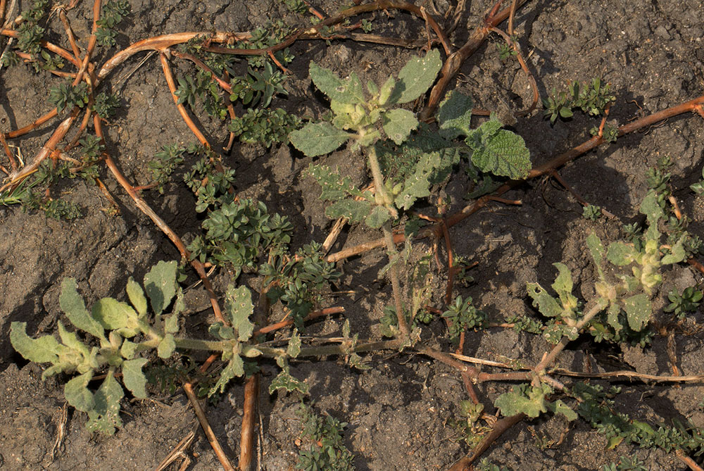 Glinus hirtus Glinus hirtus