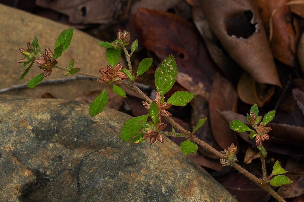 Glinus lotoides Glinus lotoides