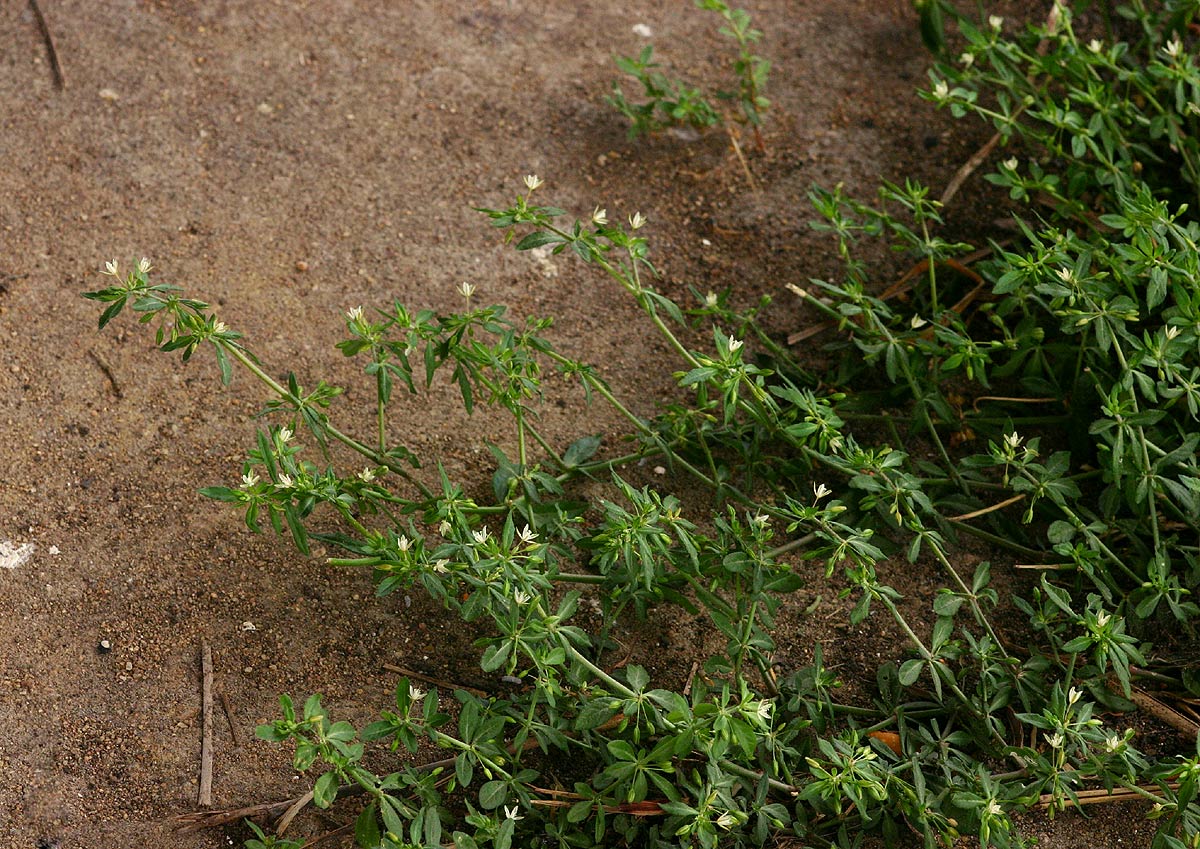 Glinus oppositifolius var. oppositifolius